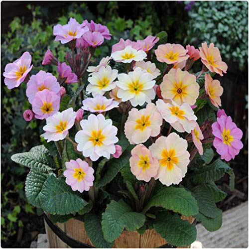 Polyanthus Stella Pink Champagne - велурена иглика (1464)